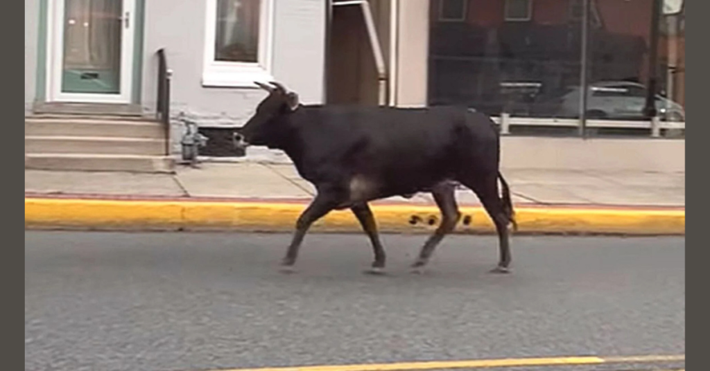 An escaped, aggressive cow roaming Main Street, Kutztown, PA