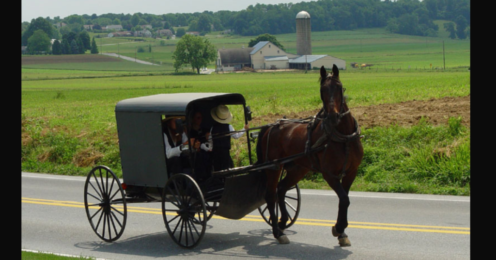 Amish horse and buggie